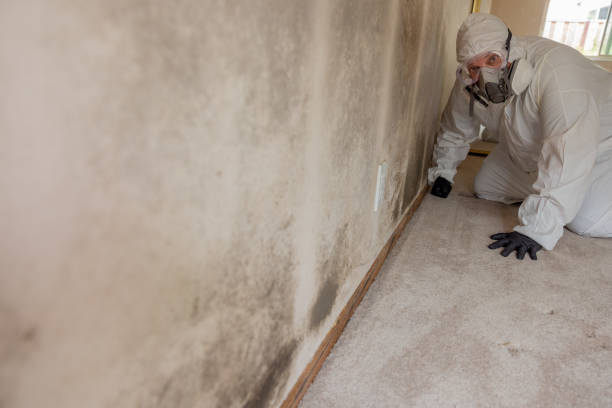 Trusted Aledo, TX Mold Removal Experts